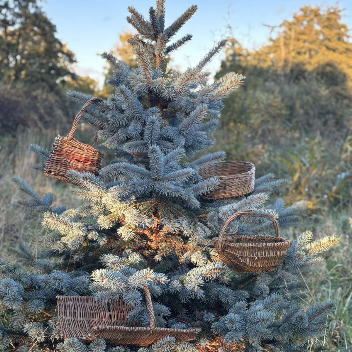 Baskets hanging from tree