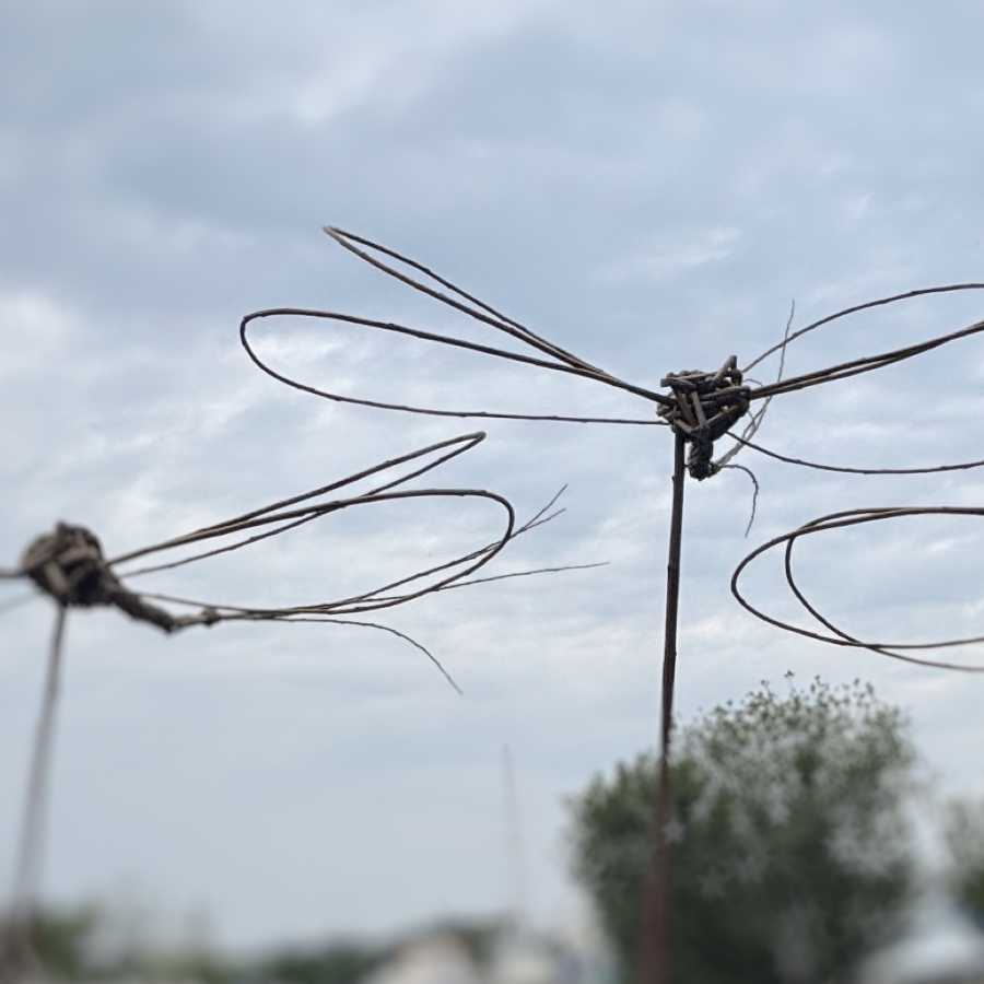 Dragonflys